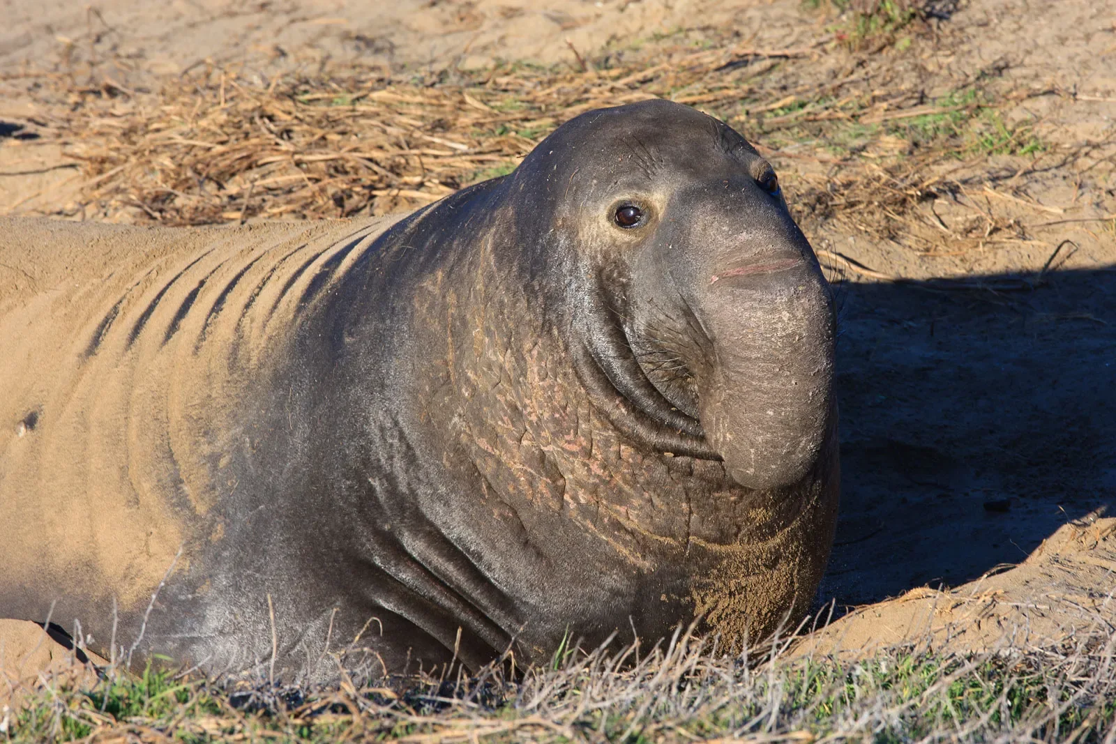 Male southern elephant seal with an enlarged nose