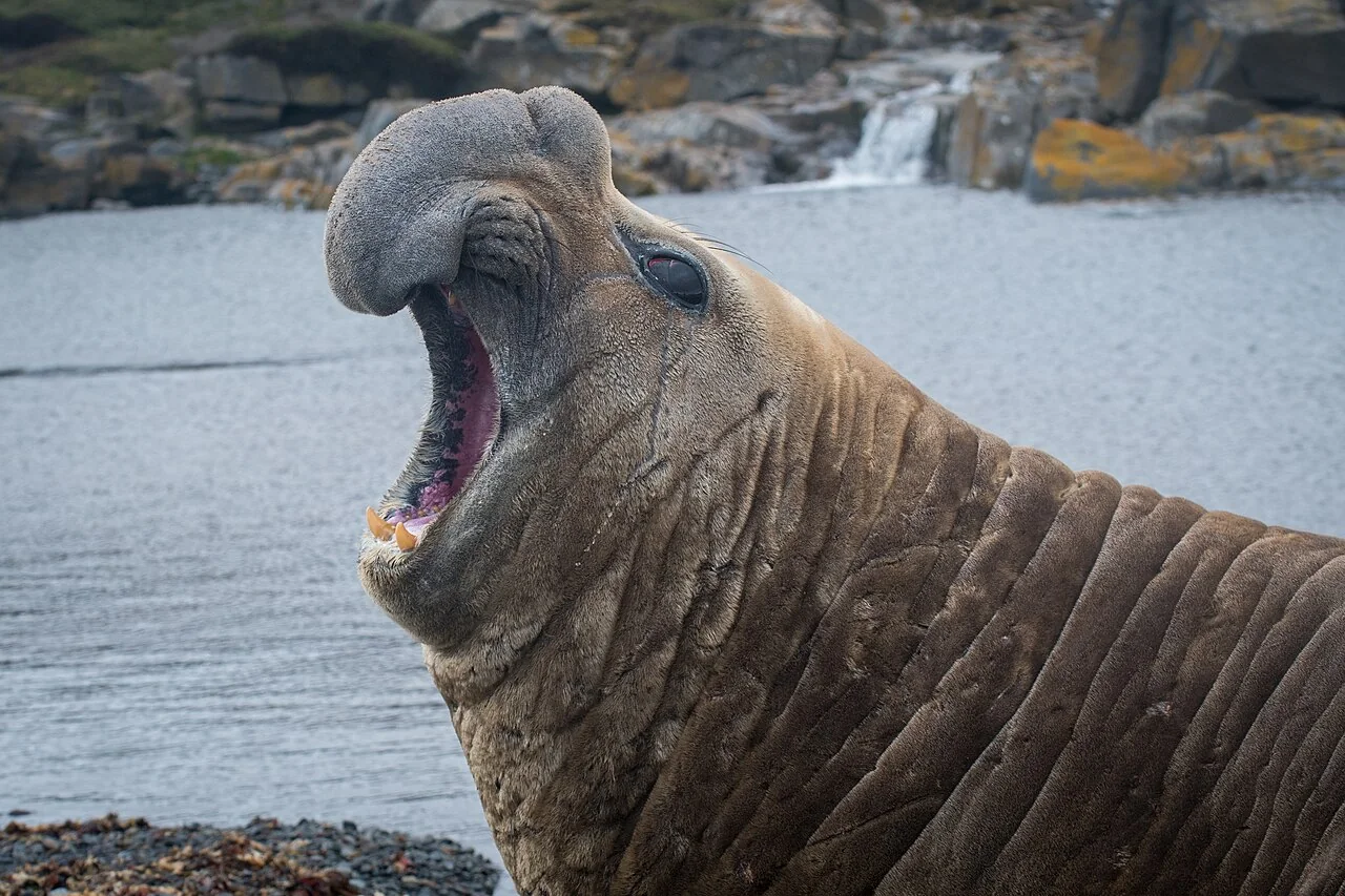 Southern elephant seal on a sub-Antarctic beach
