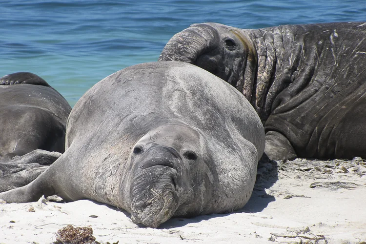 Group of southern elephant seals at a breeding site