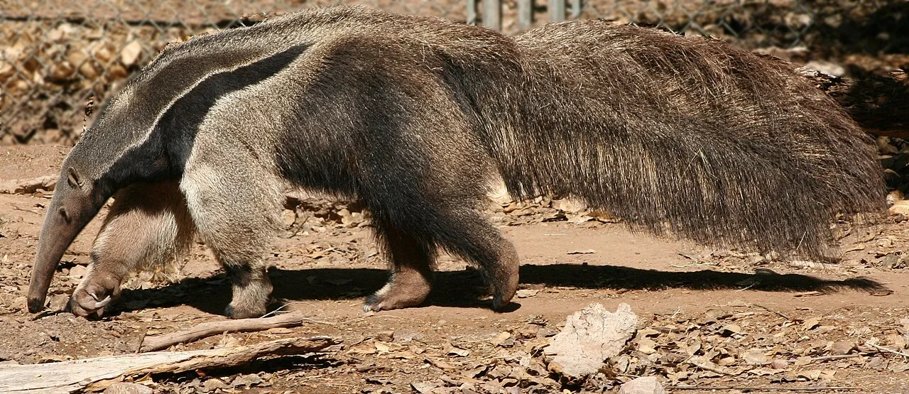 Giant anteater walking on its knuckles