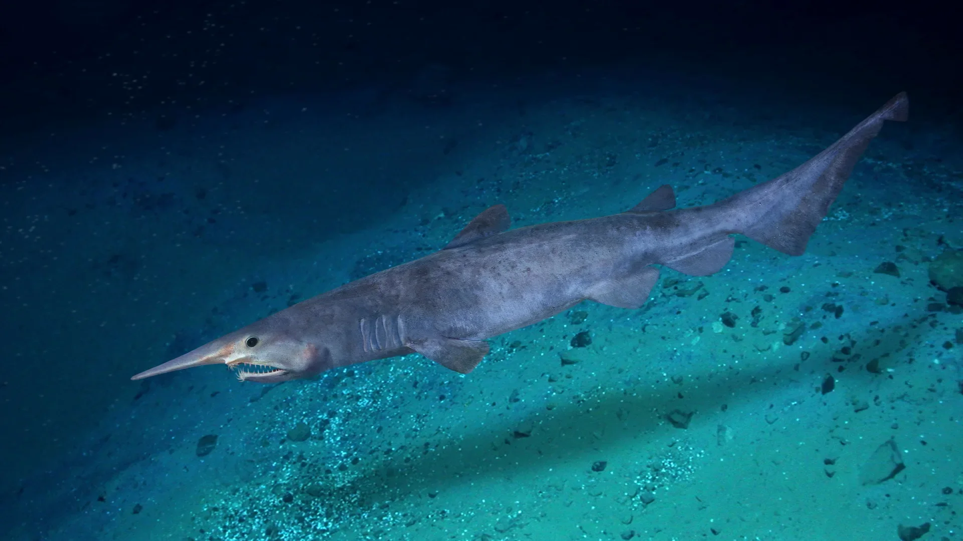 Goblin shark with a long snout and protruding jaws