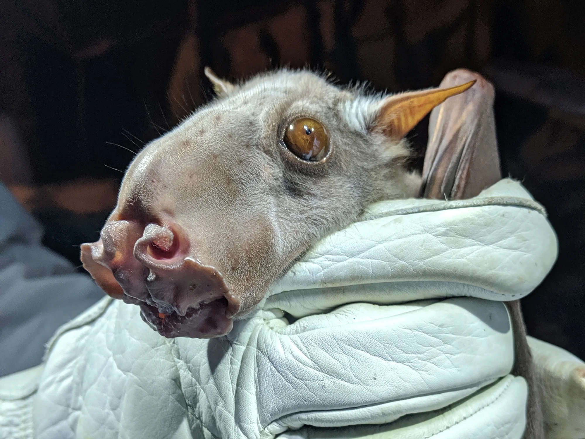 Male hammer-headed bat with a broad muzzle