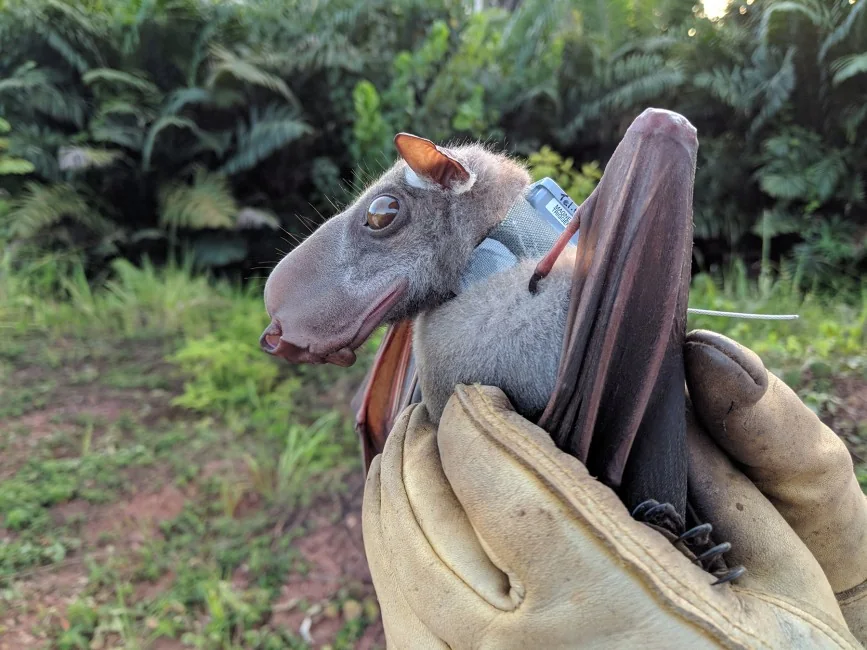 Close view of a male hammer-headed bat's head