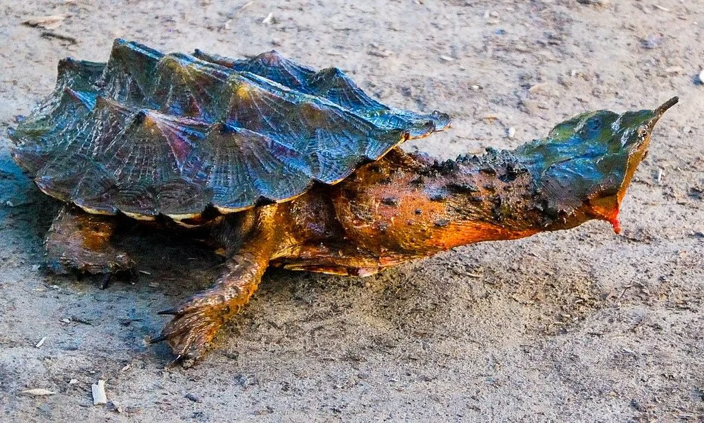 Matamata à tête triangulaire et carapace rugueuse