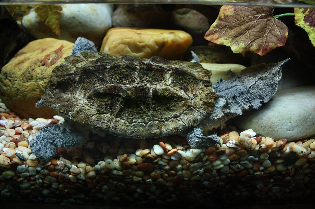 Mata mata turtle with a leaf-like head and shell