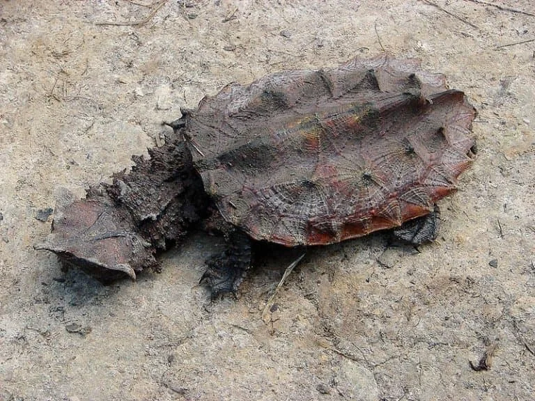 Mata mata turtle camouflaged on a muddy bottom