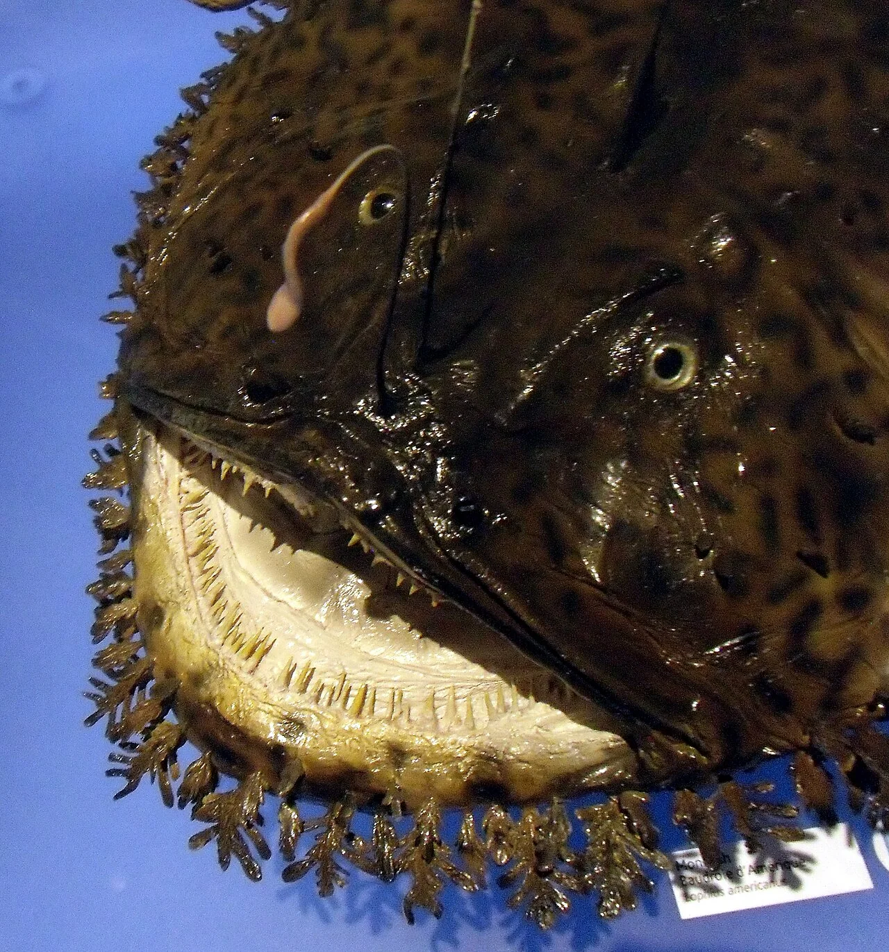 Close view of a monkfish's mouth and teeth