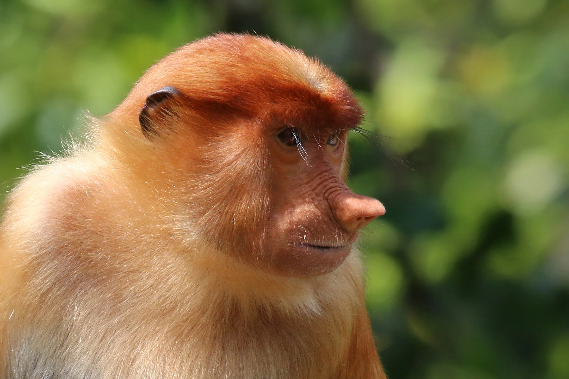 Proboscis monkey in riverside forest