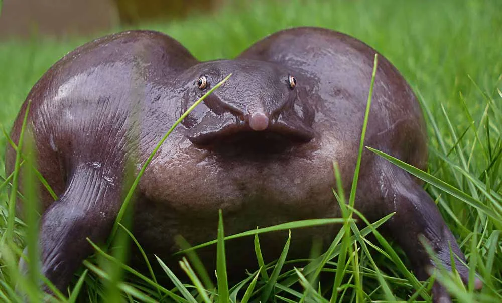 Purple frog with a rounded body and pointed snout