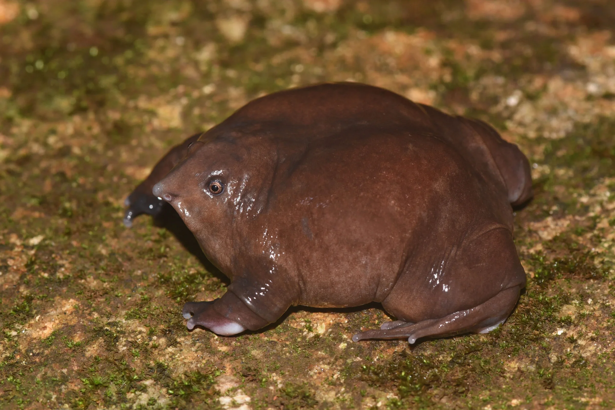 Close view of a purple frog's narrow snout
