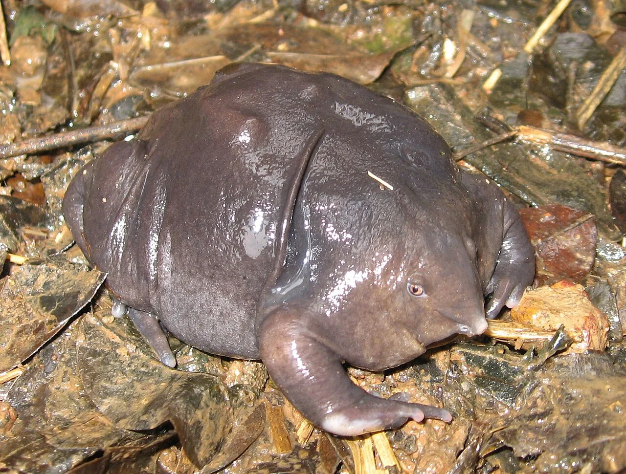 Purple frog on wet soil