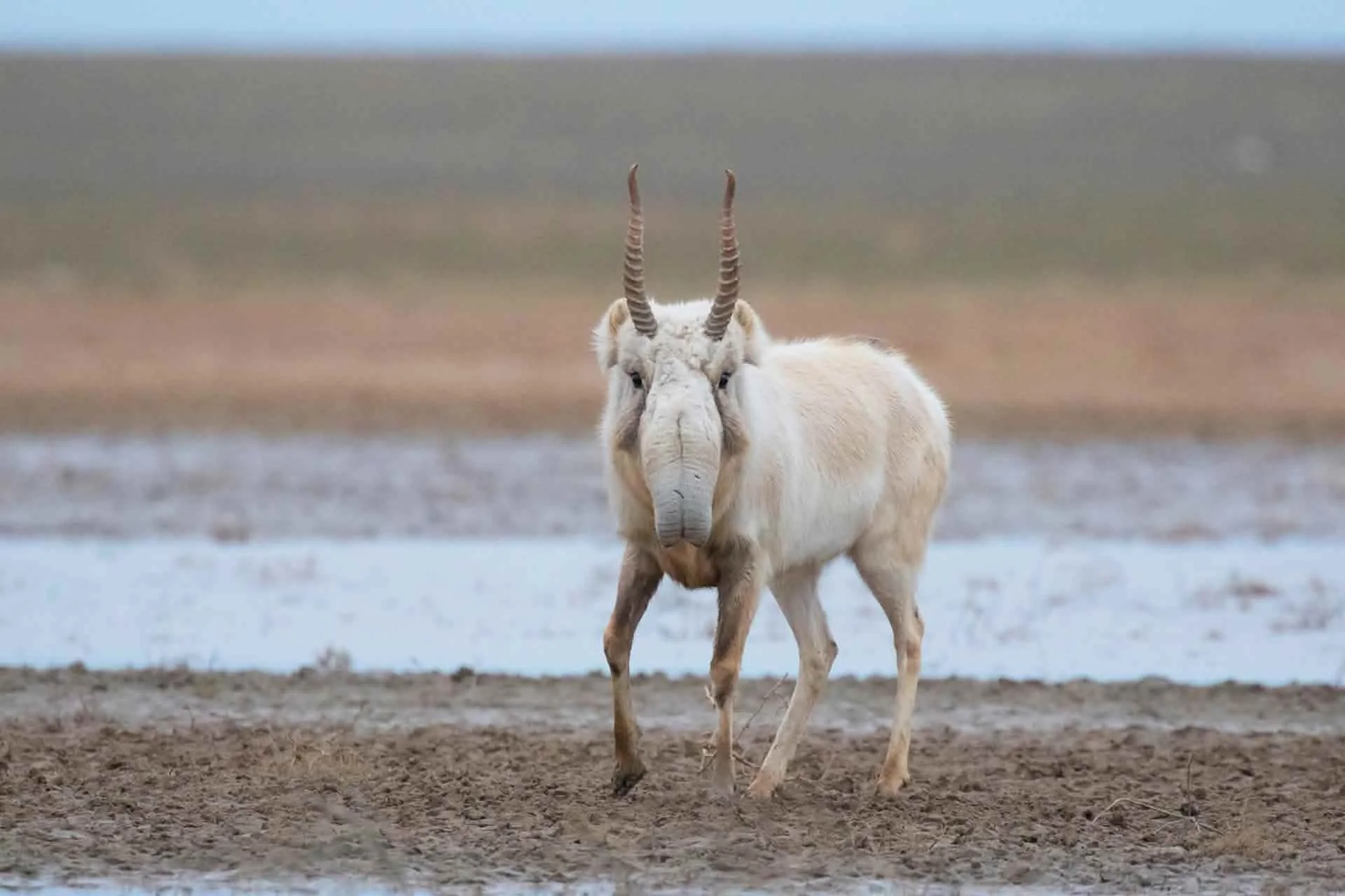 Saiga antelope with a large flexible nose