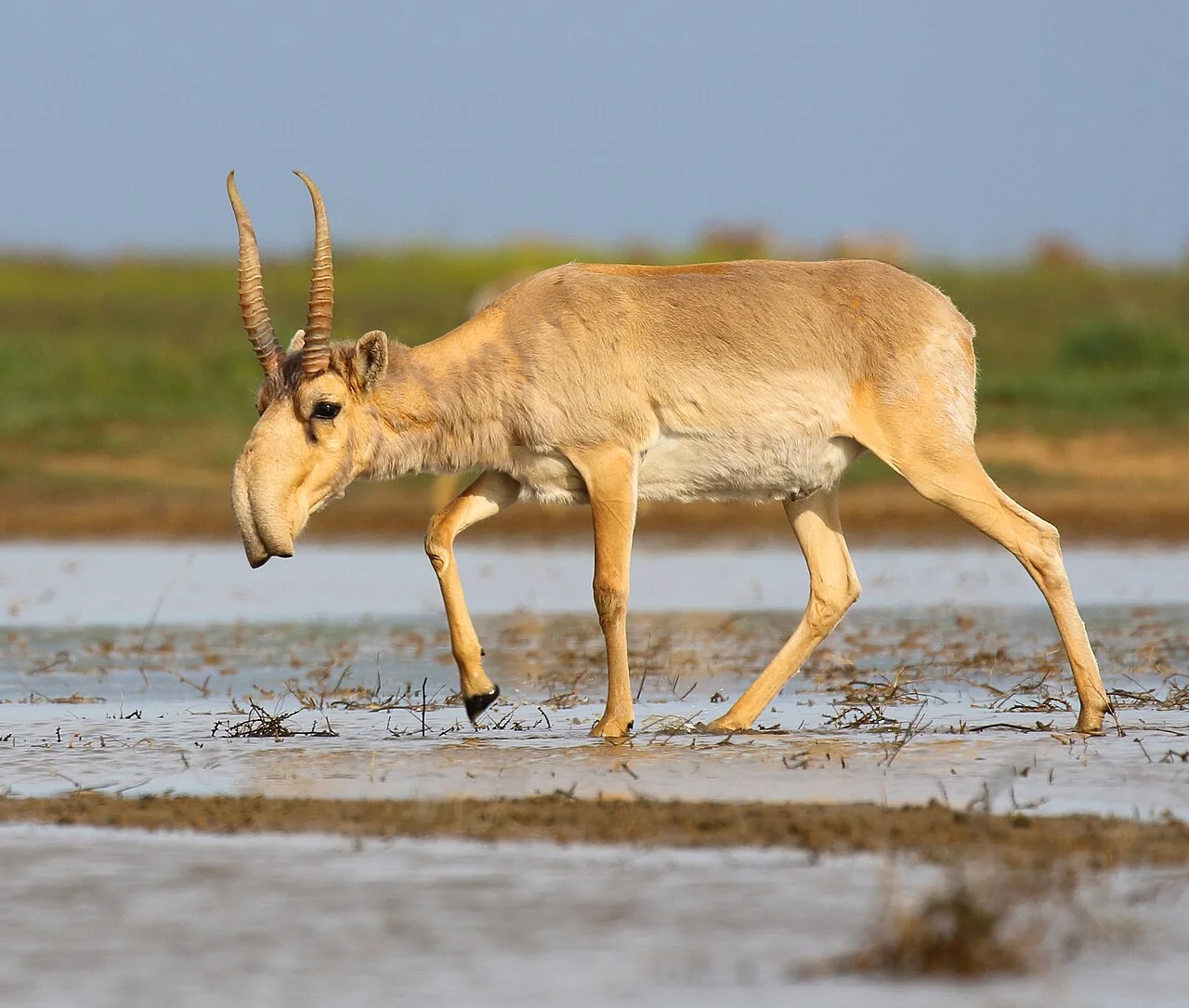 Saiga antelope standing on open steppe