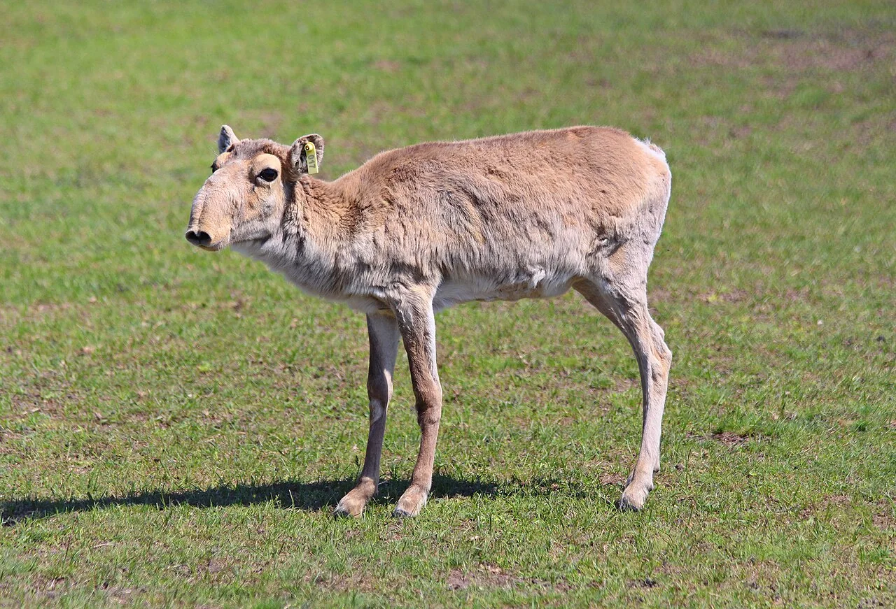 Group of saiga antelopes in grassland