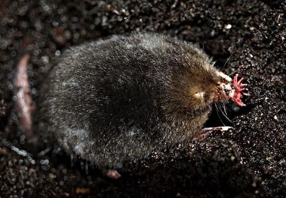 Star-nosed mole showing the sensory rays around its nose