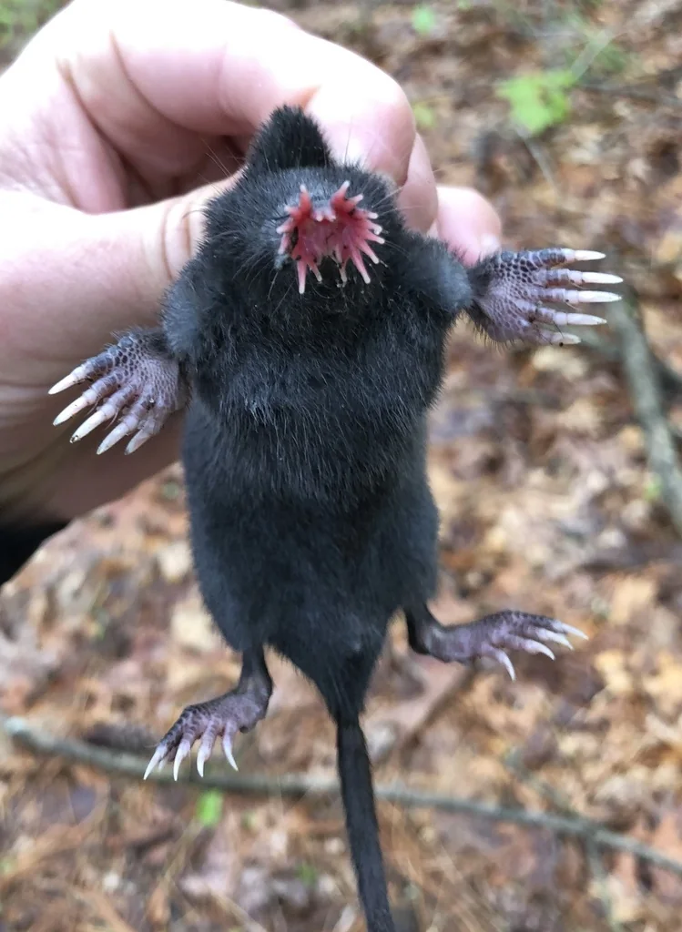 Close view of a star-nosed mole's sensory nose