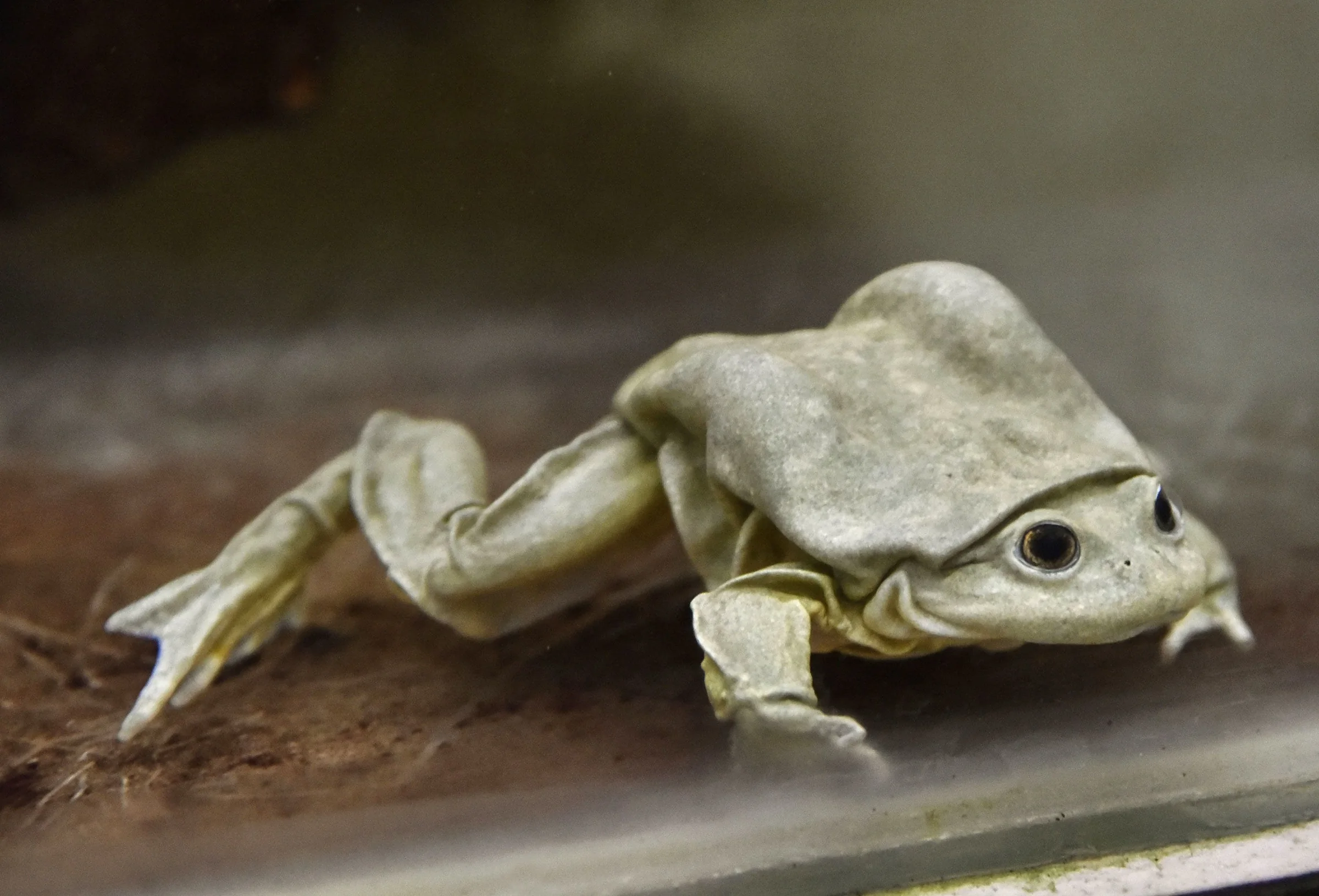 Titicaca water frog with folds of loose skin