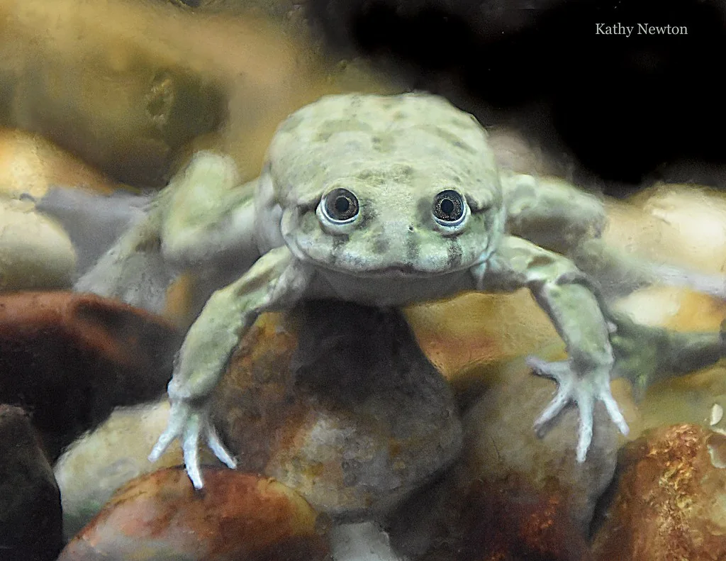 Titicaca water frog resting underwater