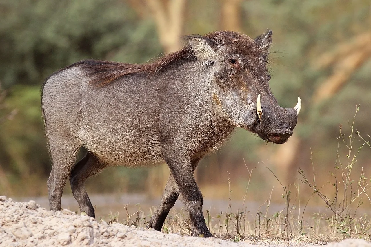 Close view of a warthog's tusks and facial pads